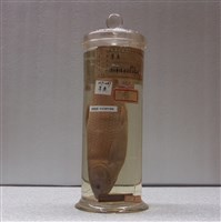 藏品(草魚)的圖片